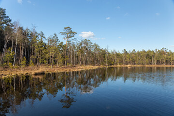 Small swamp lake in the wild pine forest in spring in Belarus.