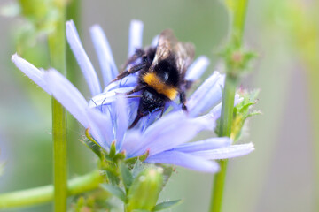 Bumblebee Pollinating a Chicory Flower Close Up