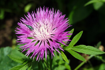 männlicher Grüner Scheinbockkäfer (Oedemera nobilis) auf einer Skabiosen-Flockenblume (Centaurea scabiosa)