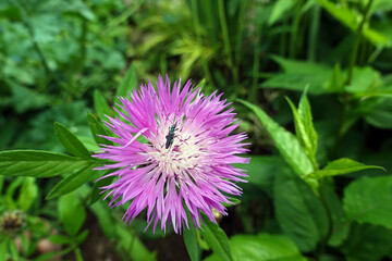 männlicher Grüner Scheinbockkäfer (Oedemera nobilis) auf einer Skabiosen-Flockenblume (Centaurea scabiosa)