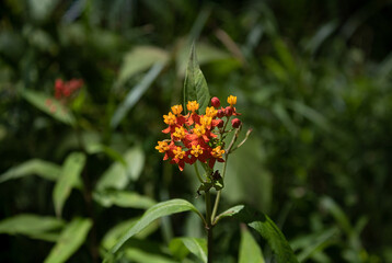multicolored wildflowers