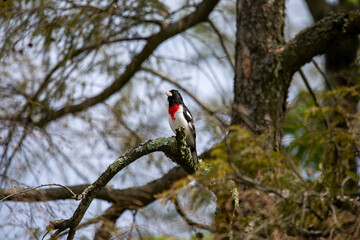 Adult male Rose-breasted Grosbeak (Pheucticus ludovicianus)