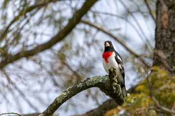 Adult male Rose-breasted Grosbeak (Pheucticus ludovicianus)