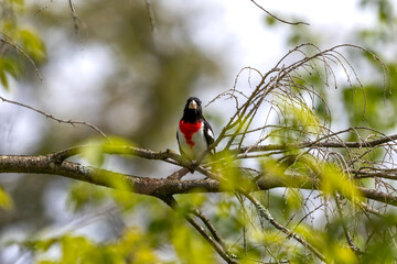 Adult male Rose-breasted Grosbeak (Pheucticus ludovicianus)