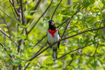 Adult male Rose-breasted Grosbeak (Pheucticus ludovicianus)