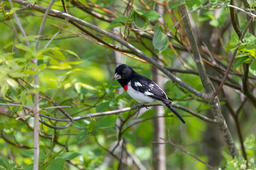 Adult male Rose-breasted Grosbeak (Pheucticus ludovicianus)
