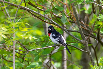 Adult male Rose-breasted Grosbeak (Pheucticus ludovicianus)