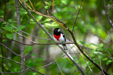 Adult male Rose-breasted Grosbeak (Pheucticus ludovicianus)