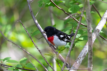 Adult male Rose-breasted Grosbeak (Pheucticus ludovicianus)
