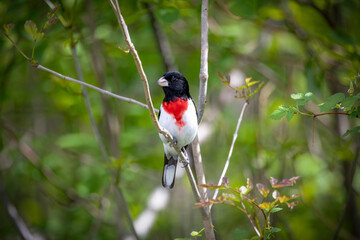 Adult male Rose-breasted Grosbeak (Pheucticus ludovicianus)