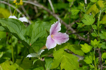 Trillium. A lovely spring woodland flower with three bright white petals. The white trillium (pink trilium)  the plant is native to eastern North America.