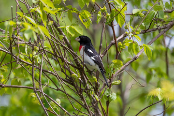 Adult male Rose-breasted Grosbeak (Pheucticus ludovicianus)