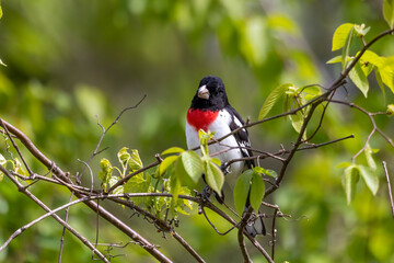 Adult male Rose-breasted Grosbeak (Pheucticus ludovicianus)