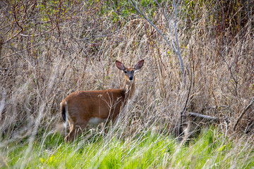 White-tailed deer (Odocoileus virginianus) also knows as Virginia deer - Doe in winter forest. Wild nature scene from Wisconsin