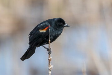 The red-winged blackbird (Agelaius phoeniceus). The male during spring reproduction, when he attracts the female with his singing