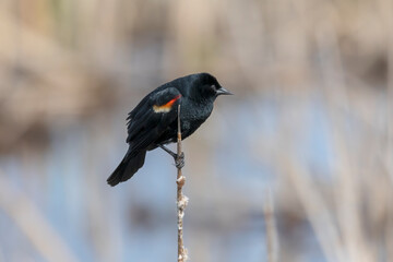 Male  red-winged blackbird (Agelaius phoeniceus) sitting on a branch of a bush.