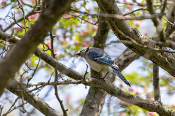 Blue Jay (Cyanocitta cristata )  on the state forest trail in Wisconsin