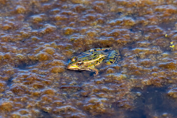 The northern leopard frog (Lithobates pipiens) in the swamp.