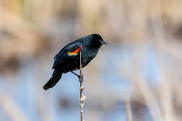 The red-winged blackbird (Agelaius phoeniceus). The male during spring reproduction, when he attracts the female with his singing