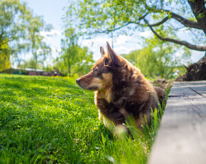 A brown dog is resting on the grass on a sunny day. The muzzle of a fluffy dog lying on a green lawn.