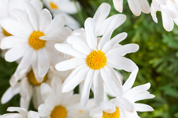 Beautiful daisies that bloom in spring when the sun warms the day.