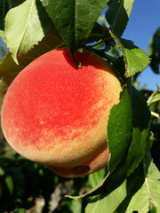 red apple on a branch
