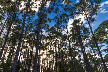 Fototapeta premium Oxbow eco-center, Fort Pierce, Florida