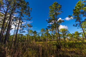 Fototapeta na wymiar Oxbow eco-center, Fort Pierce, Florida