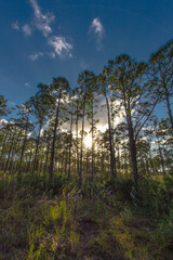 Obraz na płótnie Canvas Oxbow eco-center, Fort Pierce, Florida