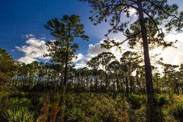 Fototapeta na wymiar Oxbow eco-center, Fort Pierce, Florida