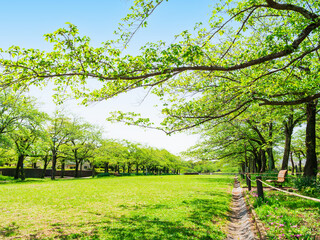 Fototapeta premium 新緑の公園