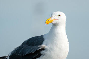 Closeup portrait of a sea gull in Westport, Washington