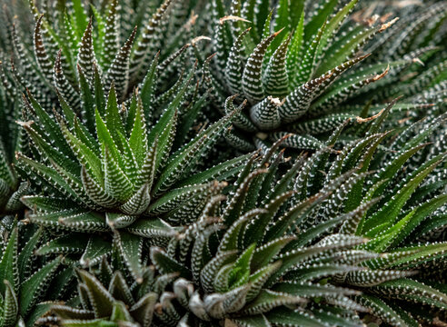 Closeup green Haworthin Attenuata ,fasciata- Zebra succulent desert plant in garden with blurred background ,macro image ,soft focus