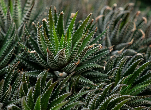 Closeup green Haworthin Attenuata ,fasciata- Zebra succulent desert plant in garden with blurred background ,macro image ,soft focus