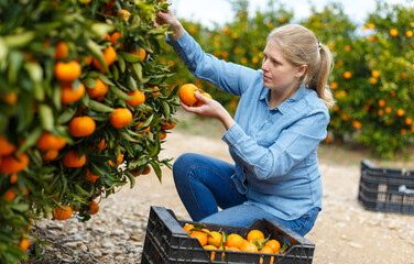 Young attractive woman farmer harvesting ripe mandarins on citrus farm..