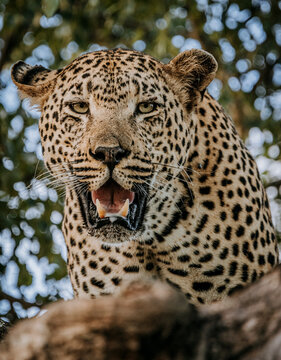 Close up of staring leopard in tree, Kruger Park, South Africa