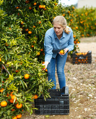 Young happy woman engaged in gardening, picking fresh ripe tangerines in orchard..