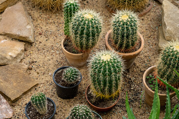 Echinocactus grusonii ,Golden Barrel Mother-in-law's cushion ,seat ,golden ball cactus .California barrel cactus in family Cactaceae ,Caryophyllales and is endemic to east-central Mexico ,small flower