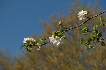 blossoming tree