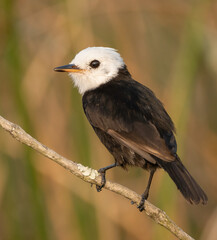 Pied spectator