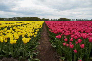 field of tulips and sky