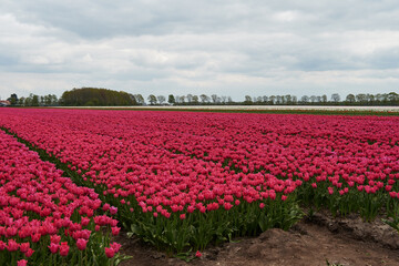 tulip field