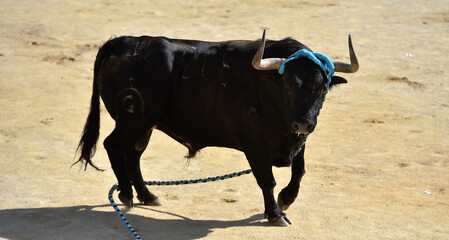 fighting bull with big horns in spain