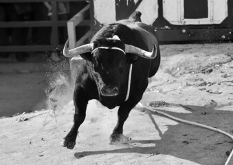 una foto de un toro bravo español en blanco y negro - obrazy, fototapety, plakaty