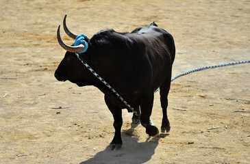 un poderoso toro en un espectaculo taurino en españa