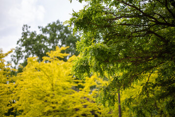 yellow and green trees