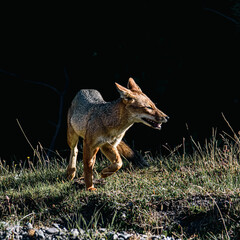 roe deer in the woods
