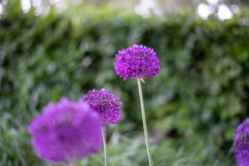 Fototapeta premium pink puffy flowers