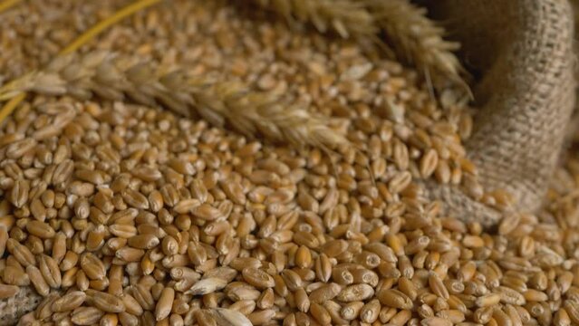 Dried wheat. Rustic background for presentations, natural plant growing businesses. After harvest season. Eco organic food, rural scene. Heap of raw ripe crop grain. Quality assurance concept