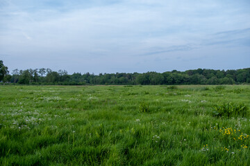 grass and sky